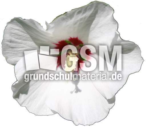 Hibiskus-weiss.jpg